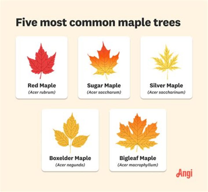 Are all maple leaves edible