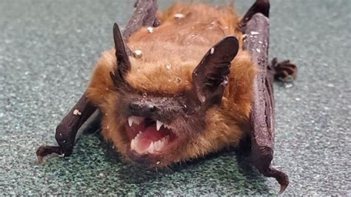Are big brown bats dangerous