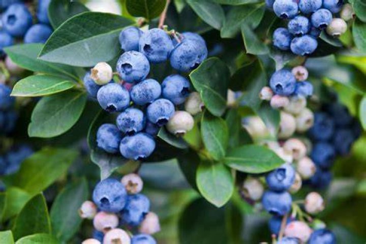 Are blueberries an acidic fruit