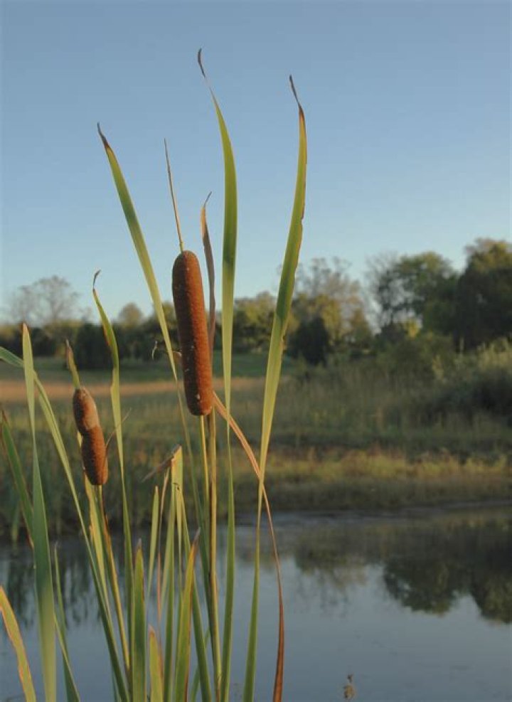 Are cattails and bulrushes the same thing