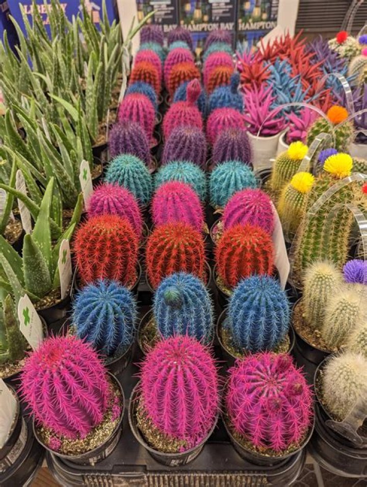 Are colored cactus natural