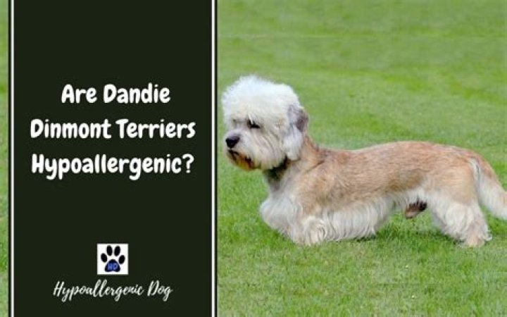 Are Dandie Dinmont Terriers hypoallergenic