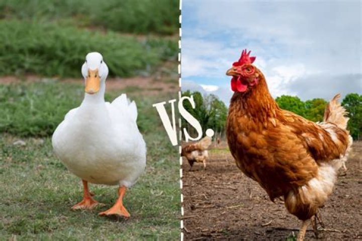 Are ducks and chickens related