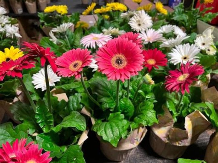 Are gerbera daisies annual or perennial