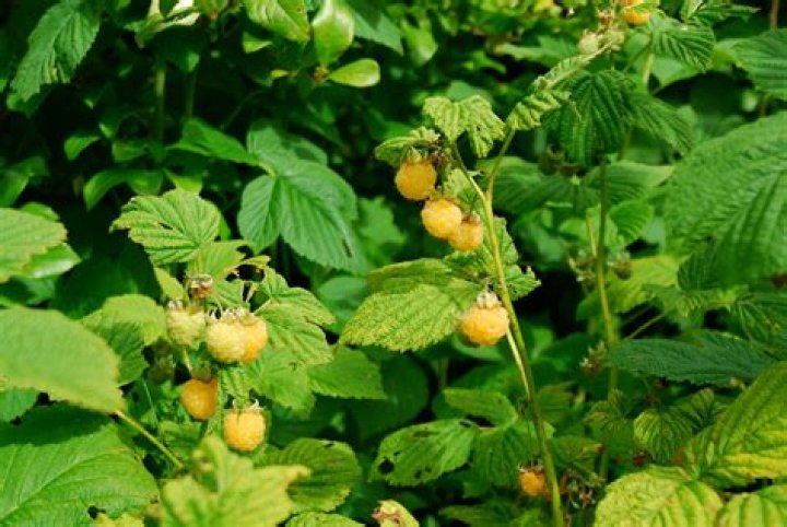 Are Golden Raspberries real