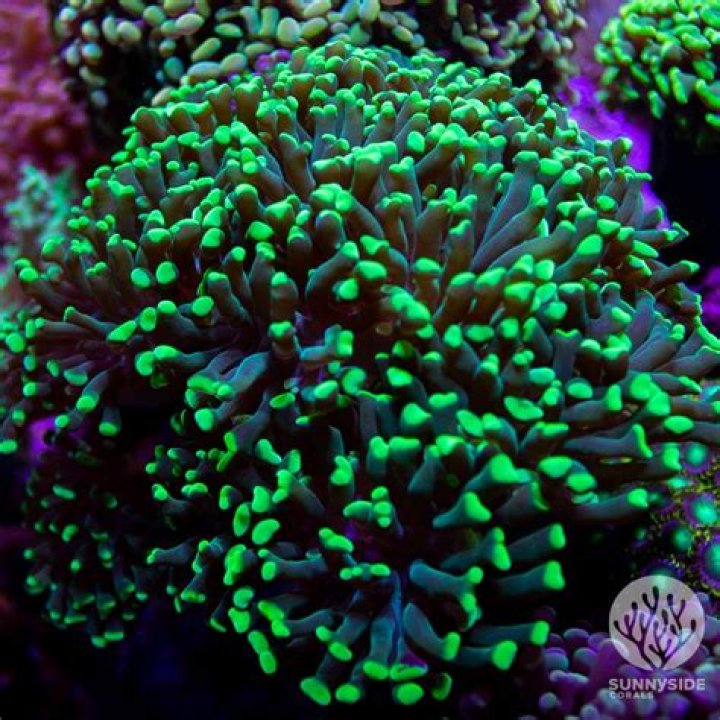 Are hammer corals easy to care for