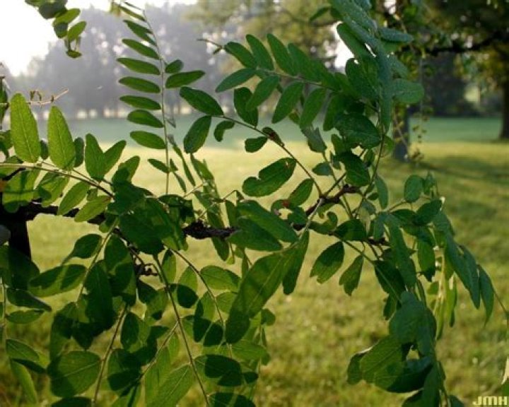 Are honey locust leaves poisonous