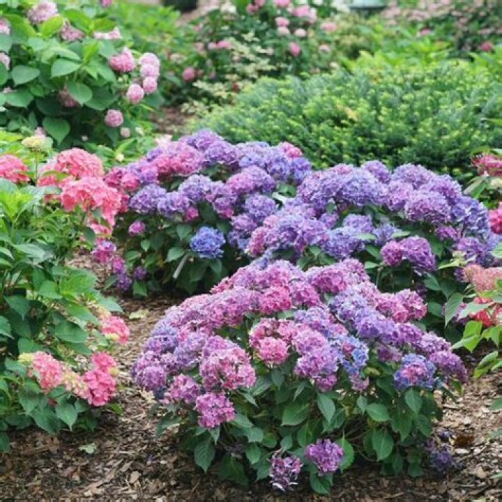 Are hydrangeas perennials or annual plants
