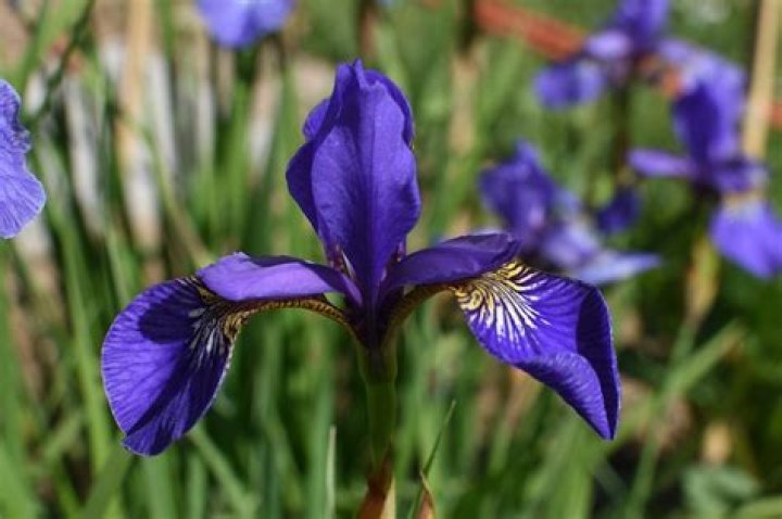 Are Iris deer resistant