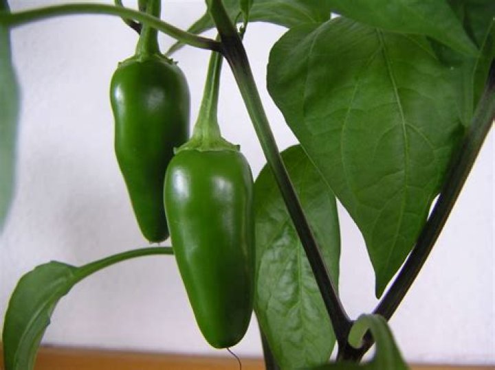 Are jalapeno peppers good for you
