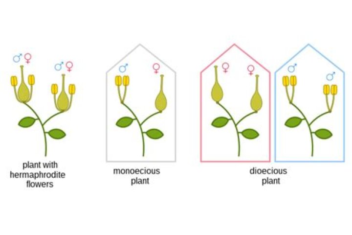 Are most plants Monoecious