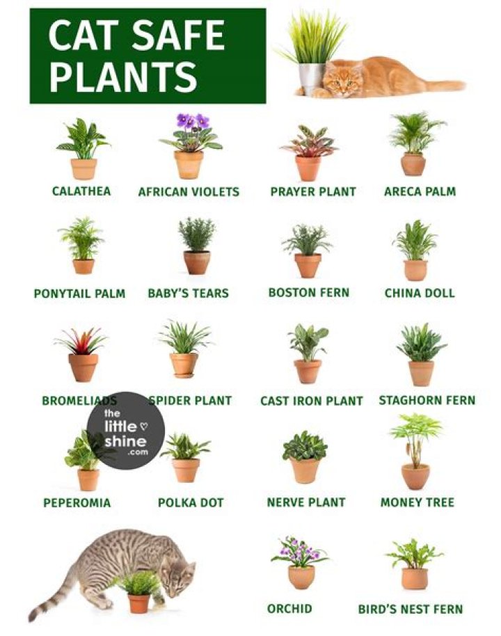 Are mums safe around cats