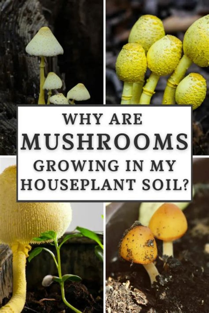 Are mushrooms growing in my house plant dangerous