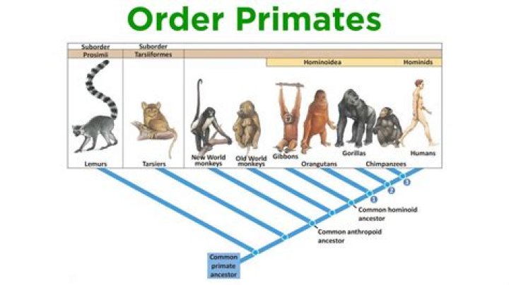Are primates specialized or generalized