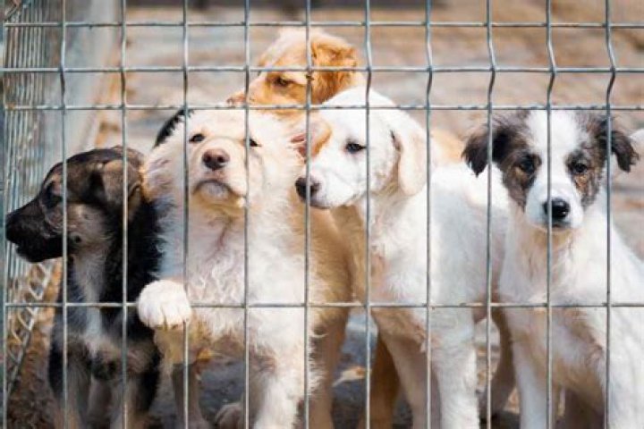 Are puppy mills banned in Australia?