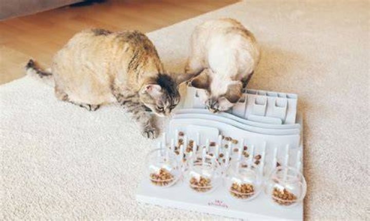 Are puzzle feeders good for cats