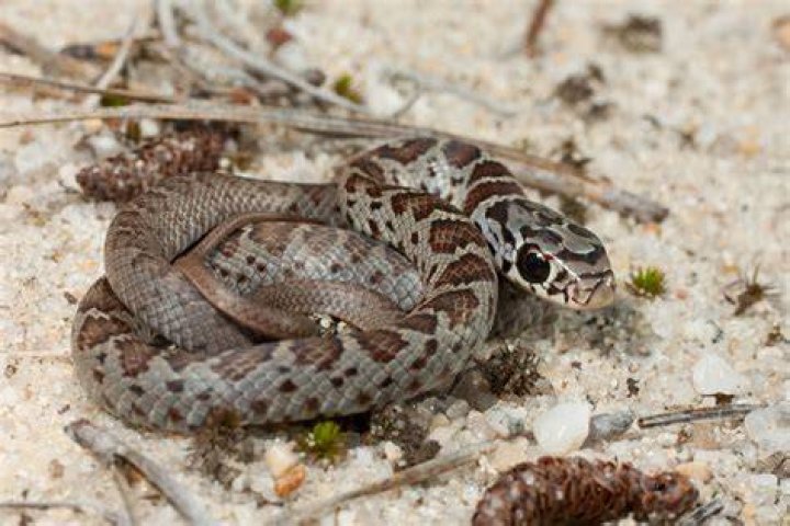 Are snakes bad in Orlando?