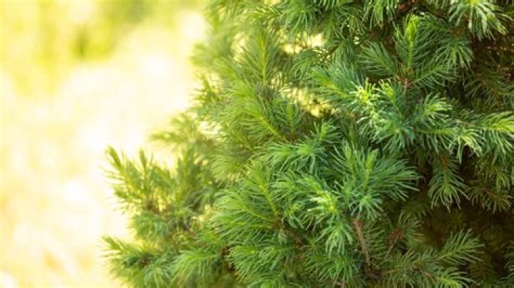 Are spruce trees poisonous to dogs