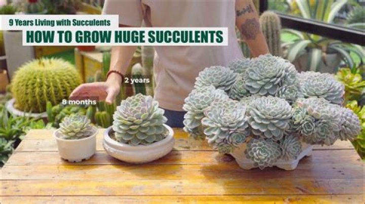Are Succulents good for your skin