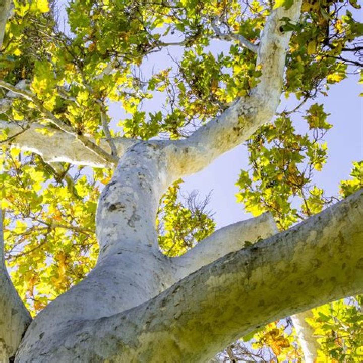 Are there sycamore trees in California
