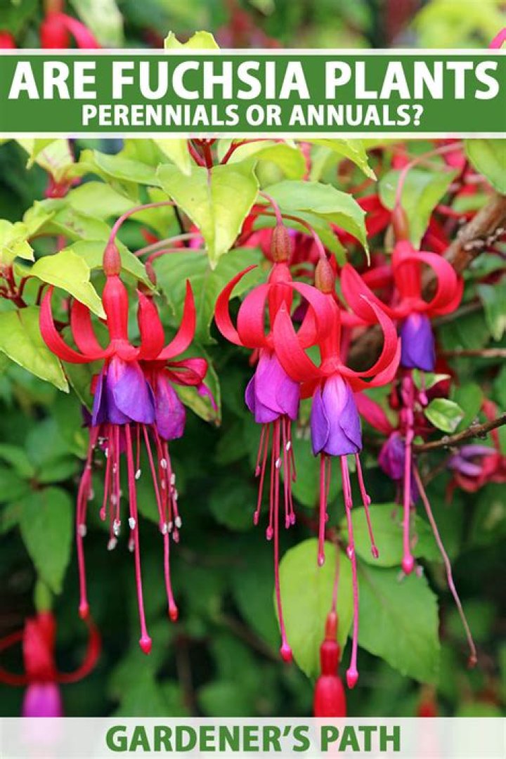Are trailing fuchsia perennials