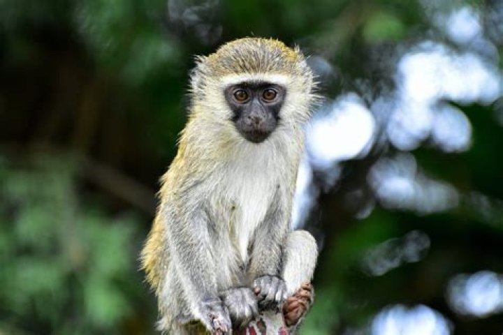 Are vervet monkeys dangerous