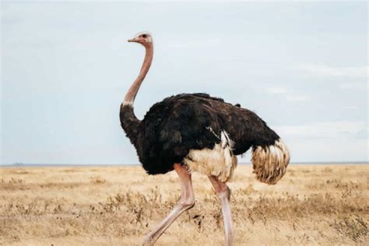 Can a ostrich roar