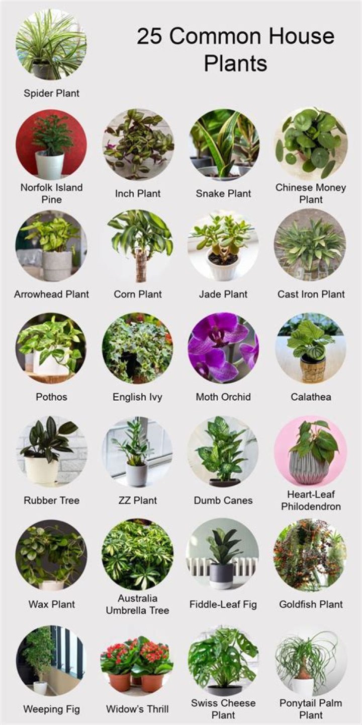 Can an onion be a houseplant?