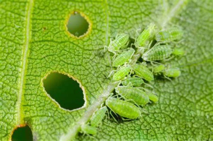 Can aphids damage a tree?