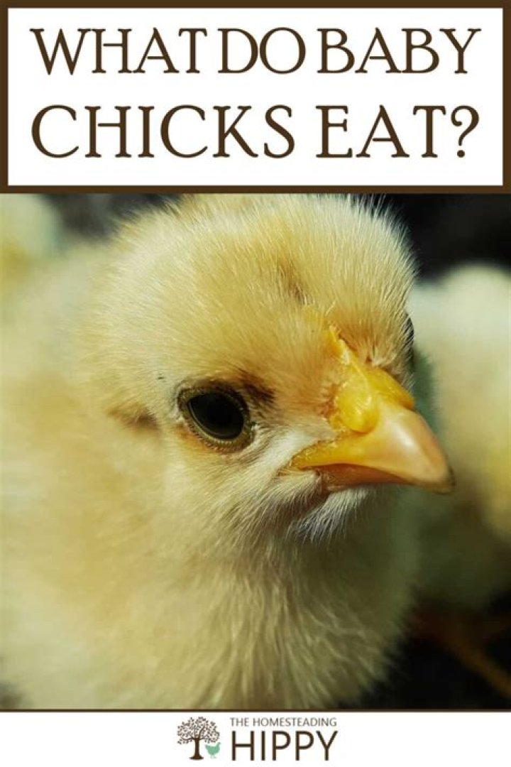 Can baby chicks eat yogurt