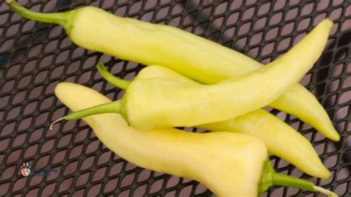 Can dog eat yellow peppers