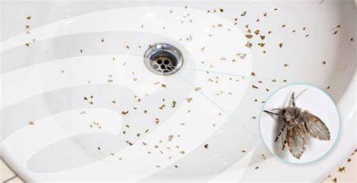 Can drain flies come from air conditioner