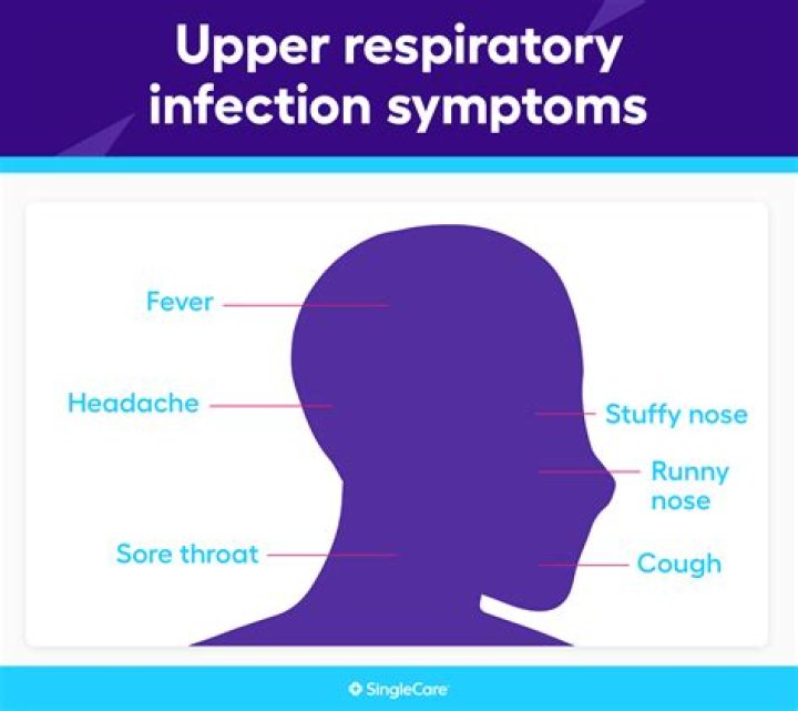 Can feline upper respiratory infection spread to humans