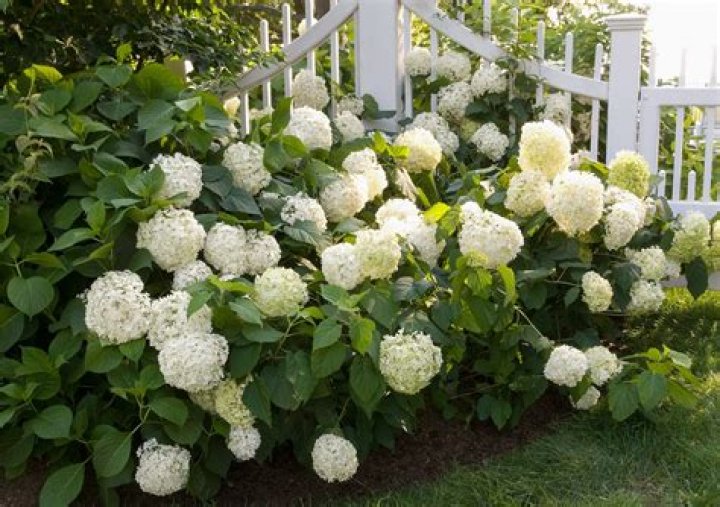 Can hydrangeas grow in Southern California