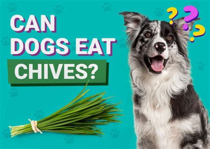 Can I eat chives raw