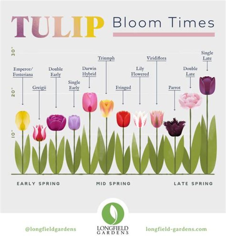 Can I plant tulips that have bloomed
