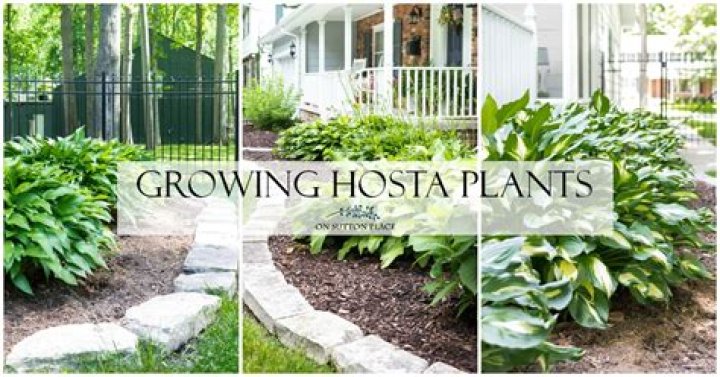 Can I transplant hostas in summer