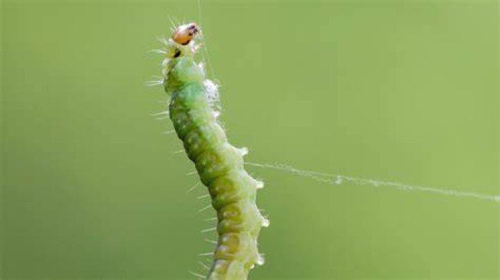 Can Inchworms be white