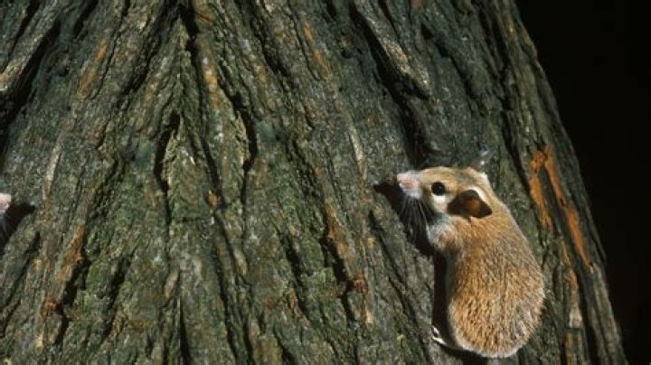 Can mice climb trees