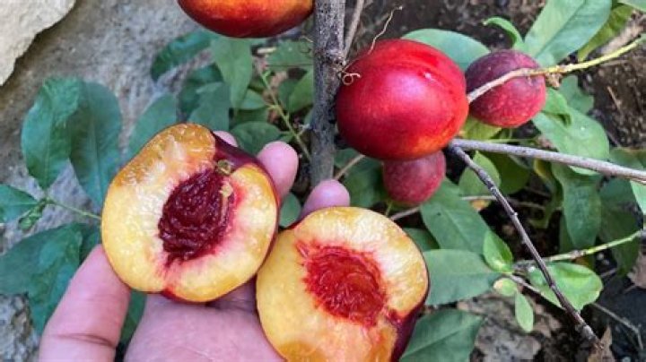 Can nectarines grow in Florida