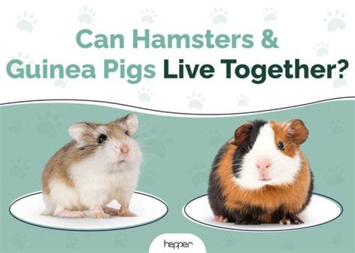 Can pigs live together