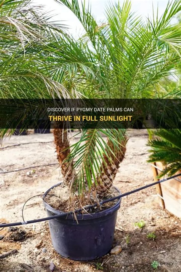 Can pygmy date palms take full sun