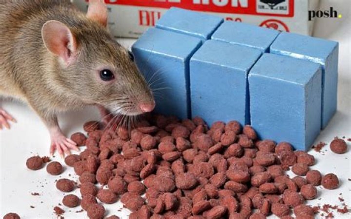 Can you breathe in rat poison