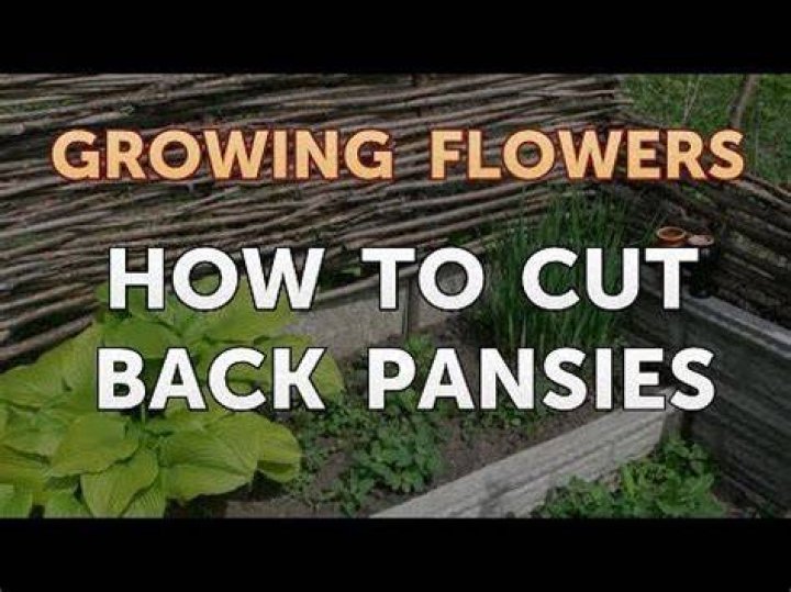 Can you cut back pansies when they get leggy?