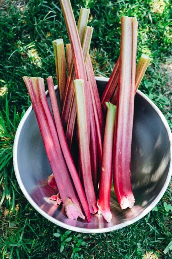 Can you eat Chilean rhubarb