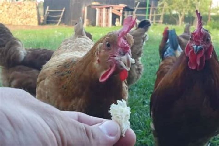 Can you feed bread to chickens