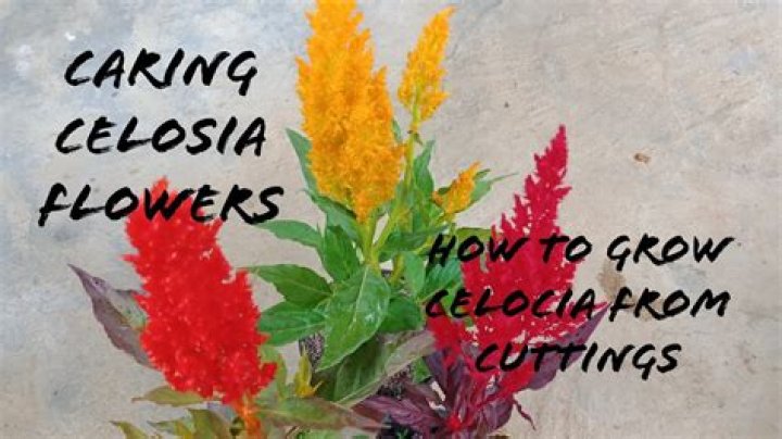 Can you grow celosia from cuttings