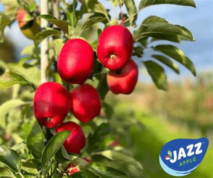 Can you grow Jazz apples in the UK