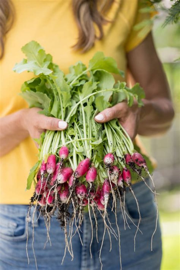 Can you grow radishes indoors in the winter