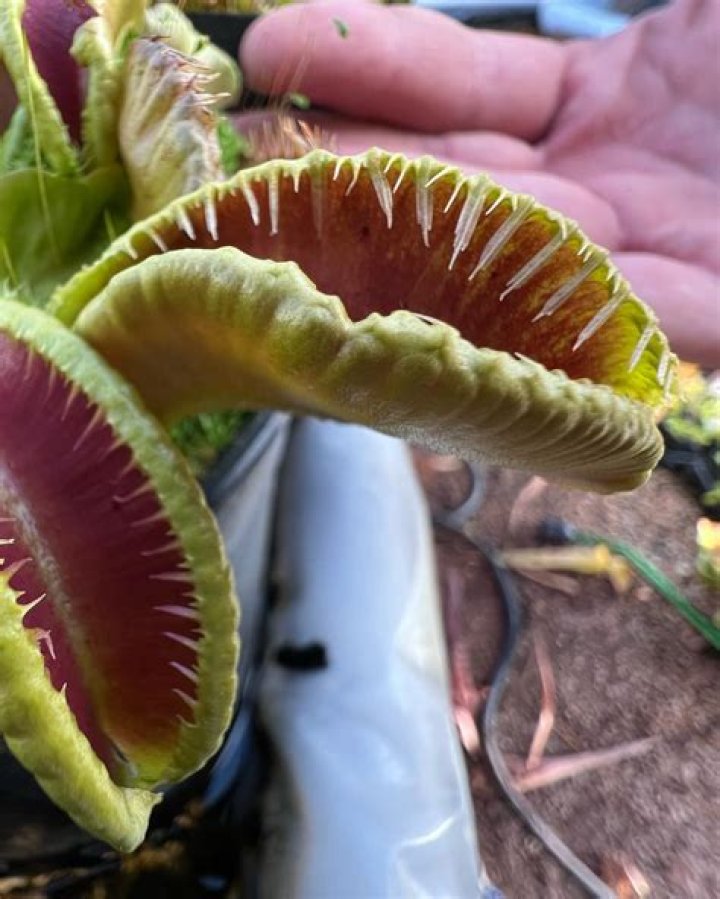 Can you grow Venus fly traps in Florida